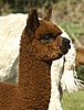 alpaka-cria-for-sale-female-brown.jpg