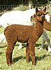 alpaka-cria-for-sale-female.jpg