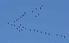formation kraniche flug.jpg