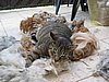 katze in wolle.jpg