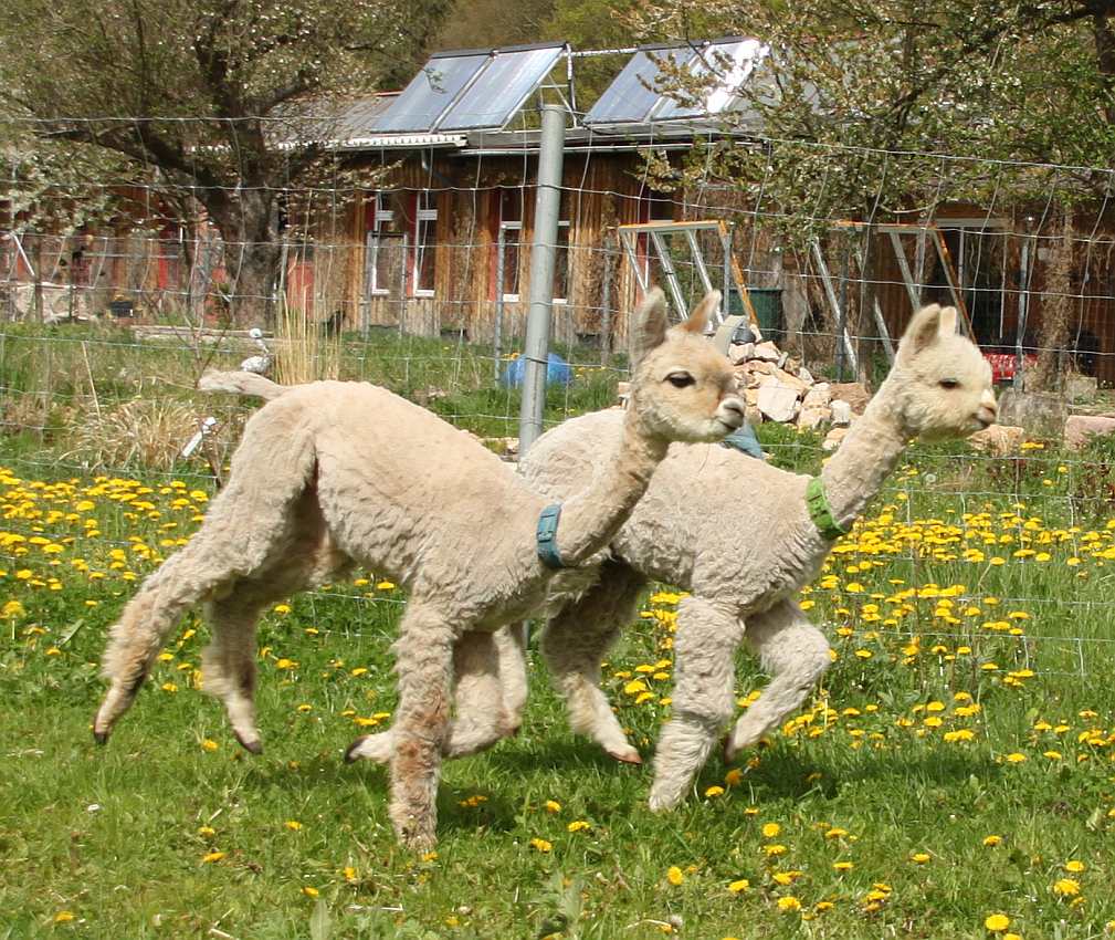 2 machos alpaaks.jpg