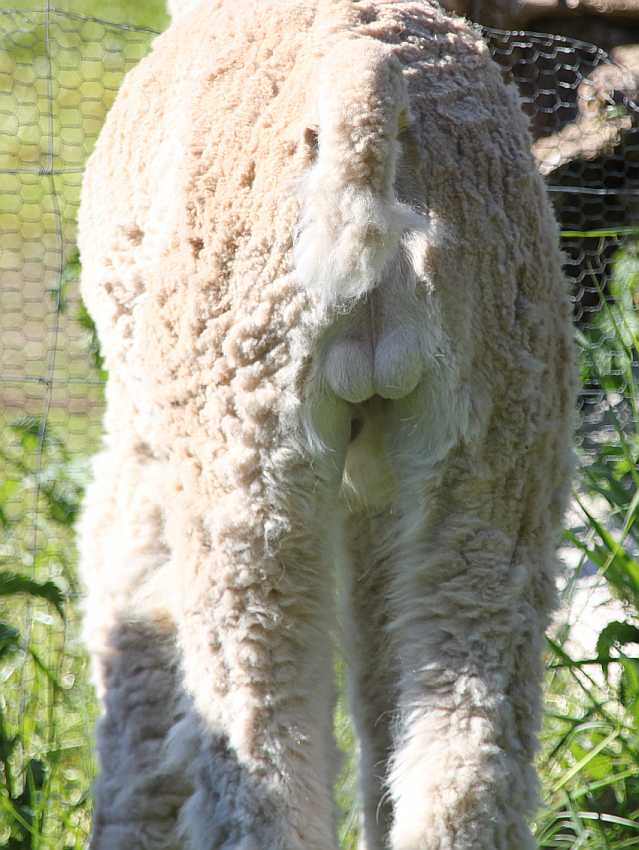 alpaca backshot.jpg