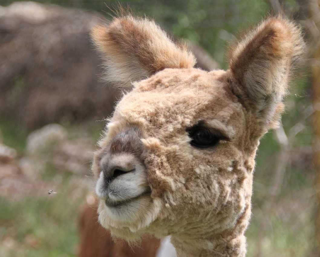 alpaca fly attack.jpg