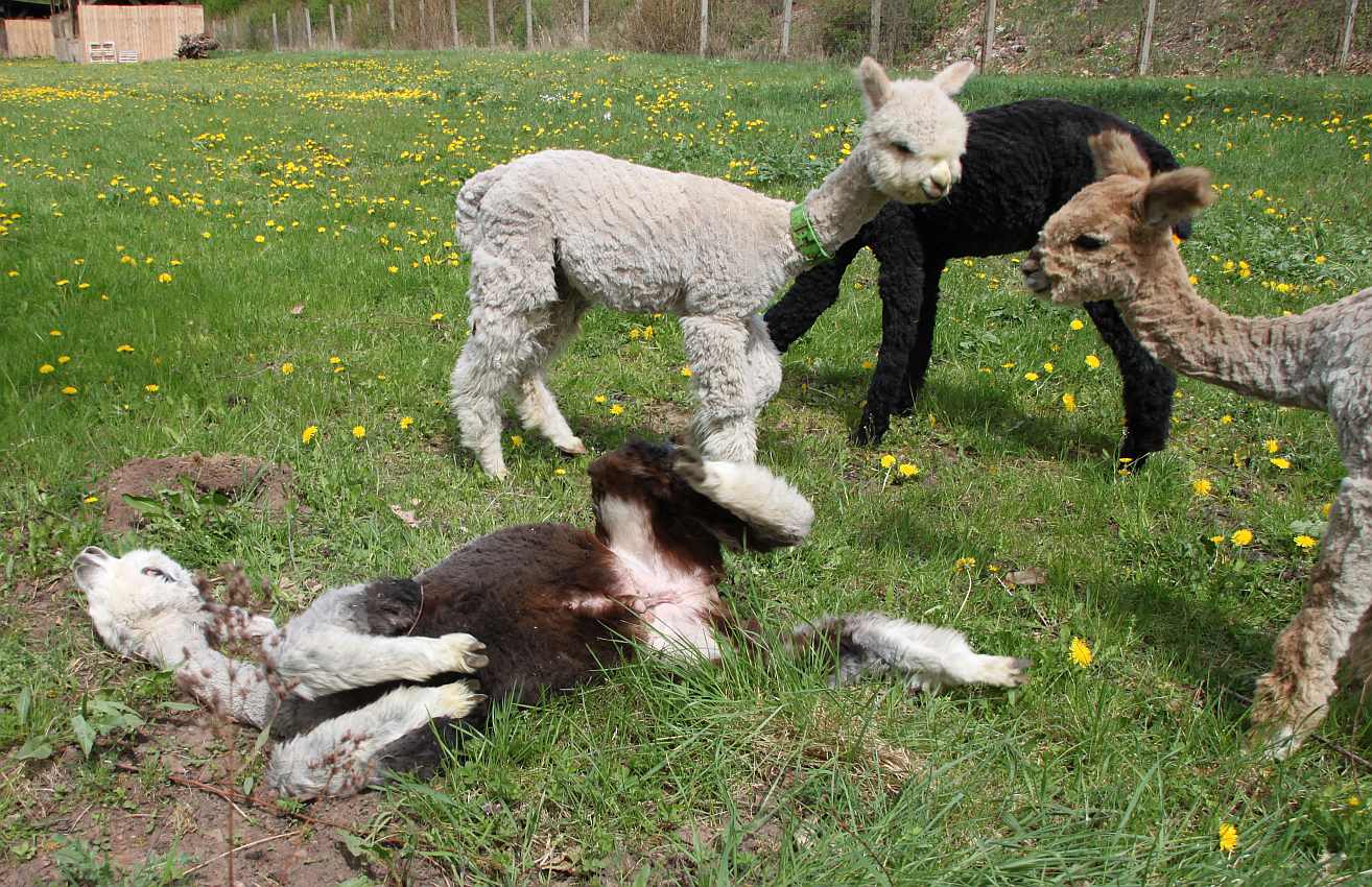 alpaca-waiting for sun-11.jpg