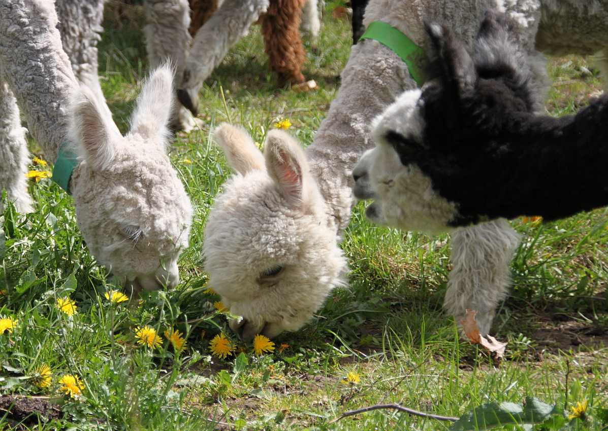 alpacas on gras.jpg