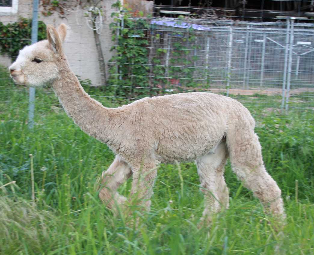 upcoming herdsire alpaca- fawn-body.jpg