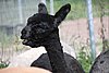 SF-MIB alpaca head.jpg