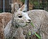 all eater alpaca herdsire.jpg