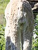 alpaca backshot.jpg