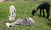 alpaca-waiting for sun-2.jpg