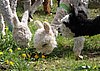 alpacas on gras.jpg