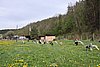 alpacas-here on farm.jpg