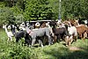 herd of alpacas.jpg