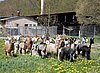 spring--2-grissy.jpg