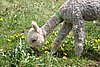 white alpaca male for sale.jpg