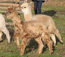 Suri Alpaca